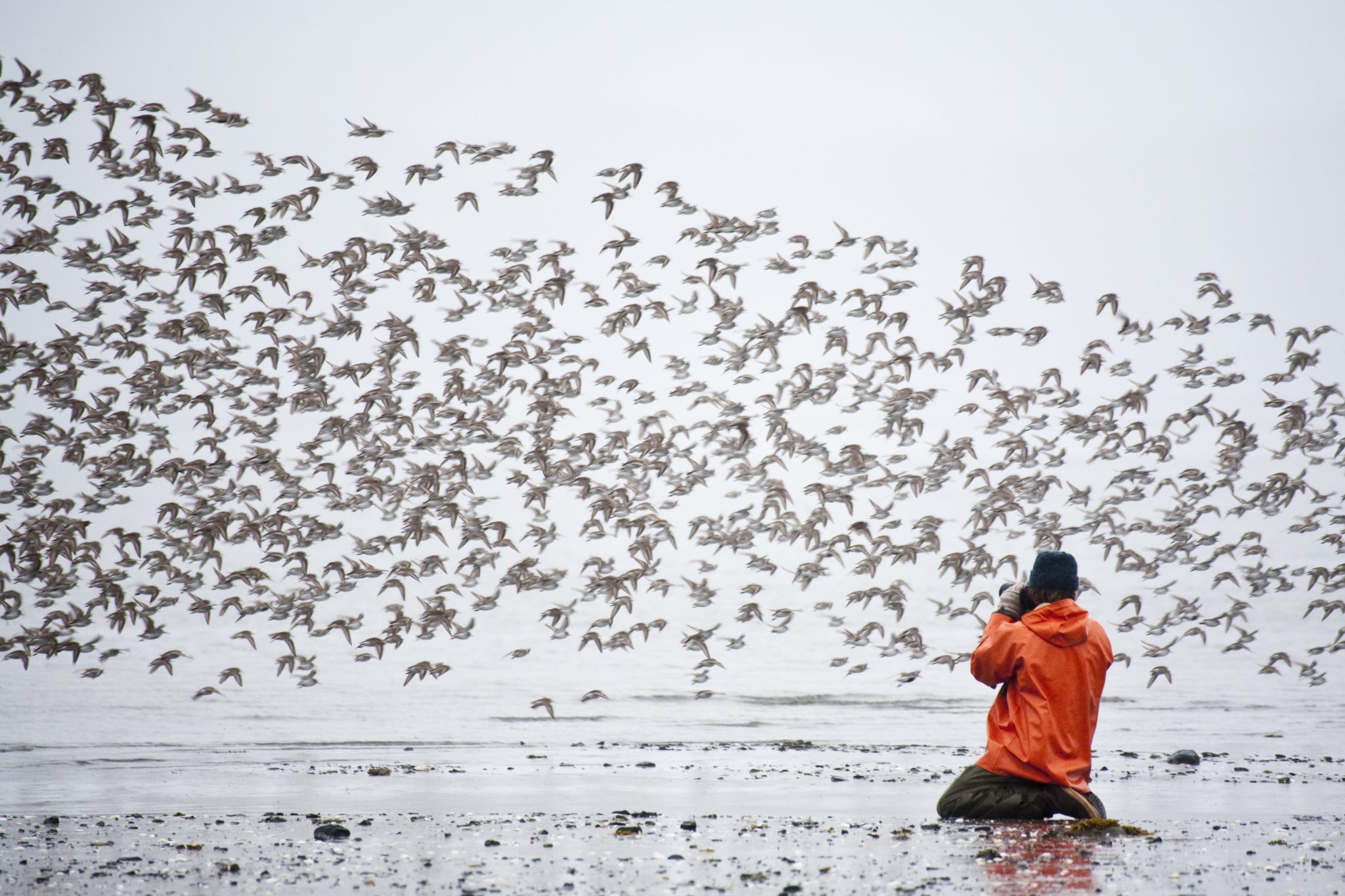 Copper River Delta Shorebird Festival Cordova Chamber of Commerce